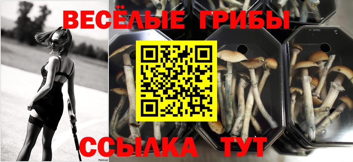 Электросталь  Псилоцибиновые грибы Psilocybine cubensis  Вход с VPN 